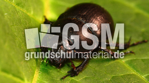 Waldmistkäfer (1).jpg